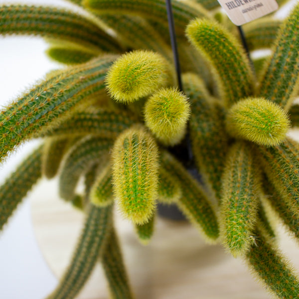 Cleistocactus Winteri 'Golden Rats Tail' 14cm H35cm