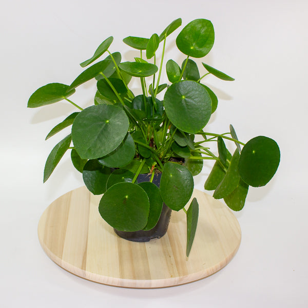 Pilea peperomoides 'Chinese Money Plant' 15cm H30cm