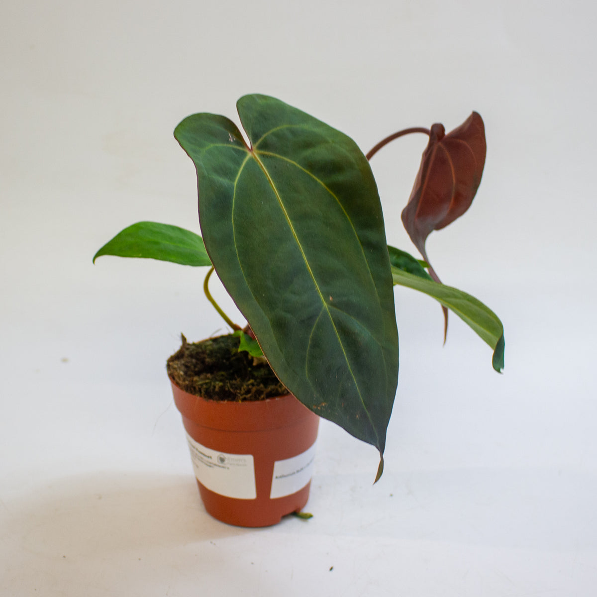 Anthurium '(9 x 24) x (Carlablackii x Papillinimum Grimreaper)' 9cm H20cm