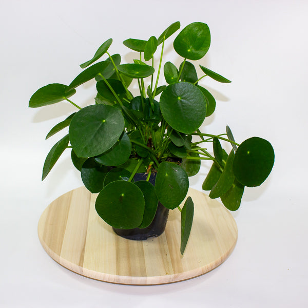 Pilea peperomoides 'Chinese Money Plant' 15cm H30cm