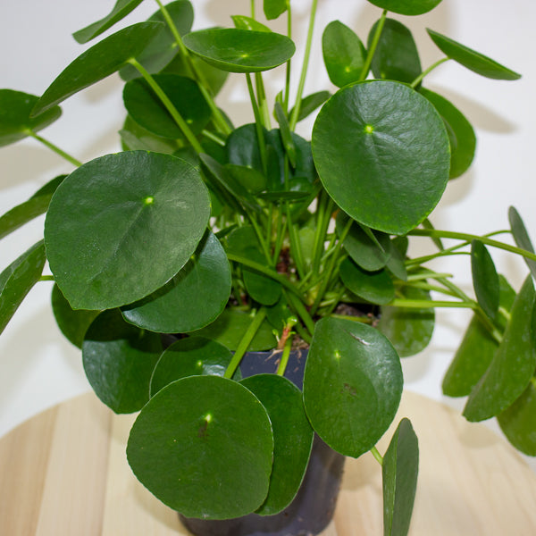 Pilea peperomoides 'Chinese Money Plant' 15cm H30cm