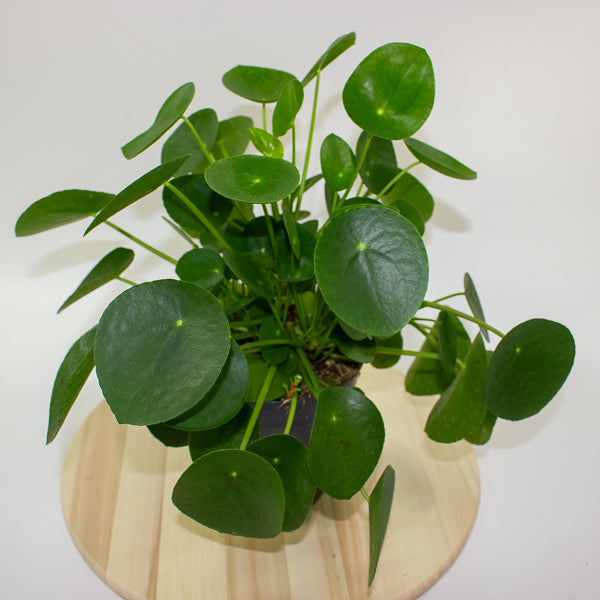 Pilea peperomoides 'Chinese Money Plant' 15cm H30cm