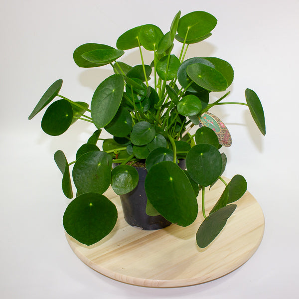 Pilea peperomoides 'Chinese Money Plant' 15cm H30cm