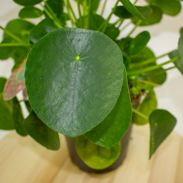 Pilea peperomoides 'Chinese Money Plant' 15cm H30cm