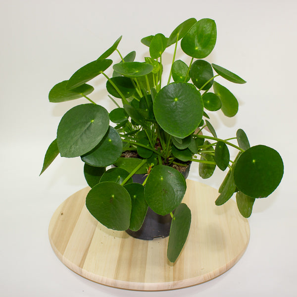 Pilea peperomoides 'Chinese Money Plant' 15cm H30cm