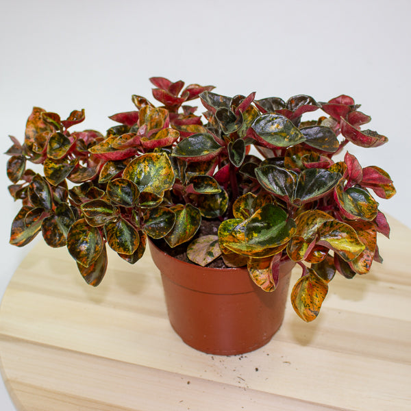 Peperomia caperata 'Crème Brulee' 12cm H20cm
