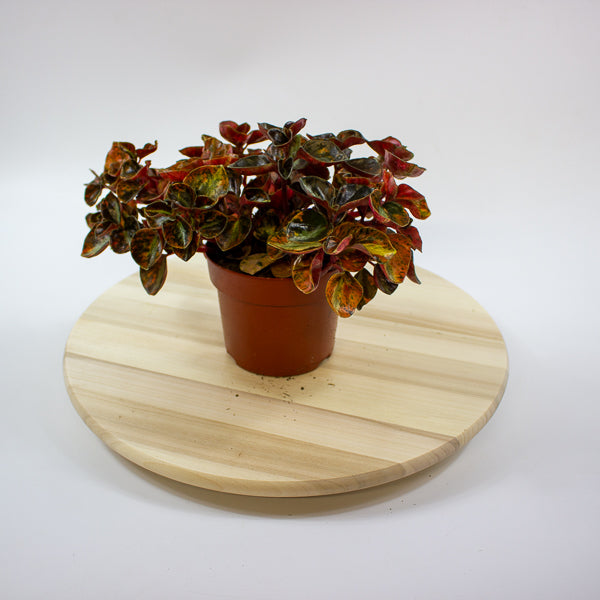 Peperomia caperata 'Crème Brulee' 12cm H20cm