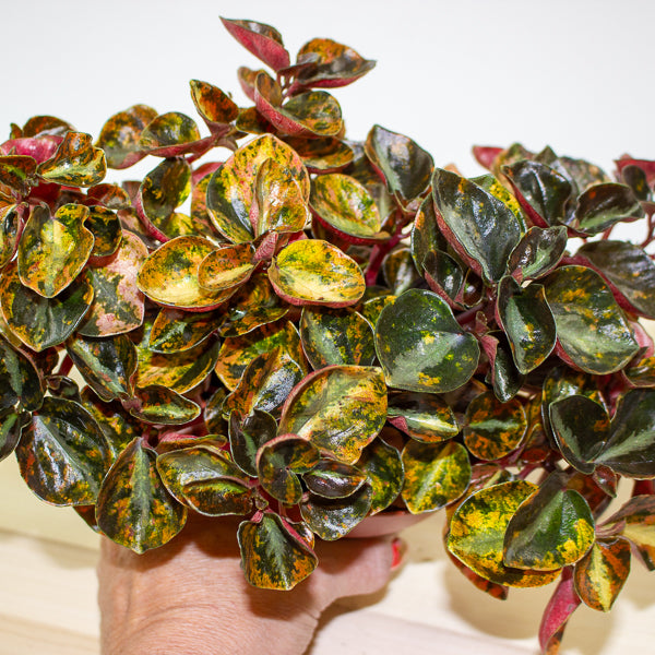 Peperomia caperata 'Crème Brulee' 12cm H20cm