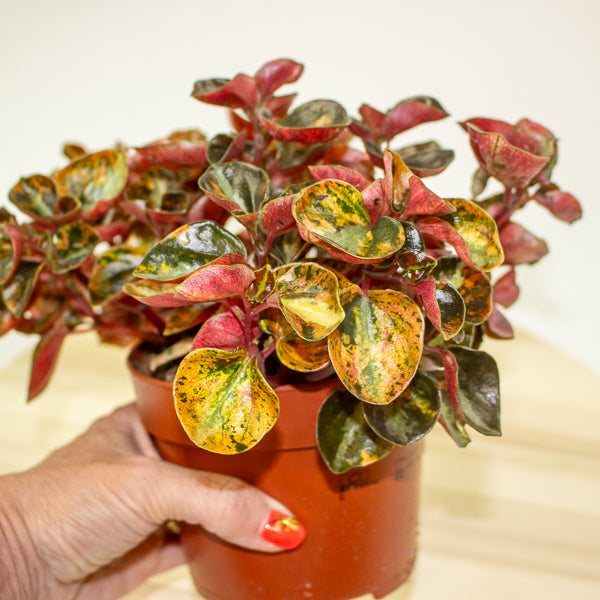 Peperomia caperata 'Crème Brulee' 12cm H20cm