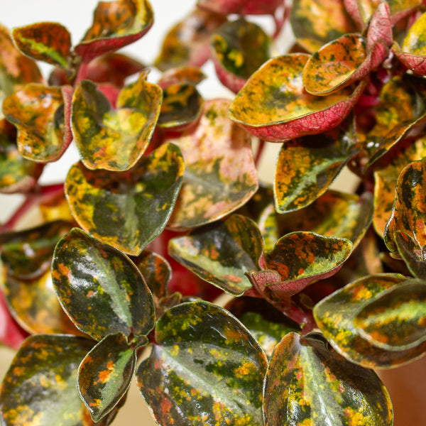 Peperomia caperata 'Crème Brulee' 12cm H20cm
