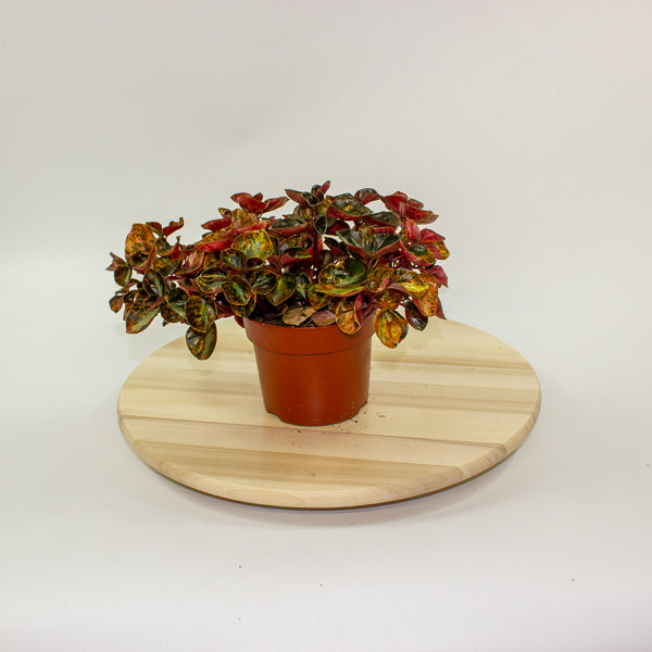 Peperomia caperata 'Crème Brulee' 12cm H20cm