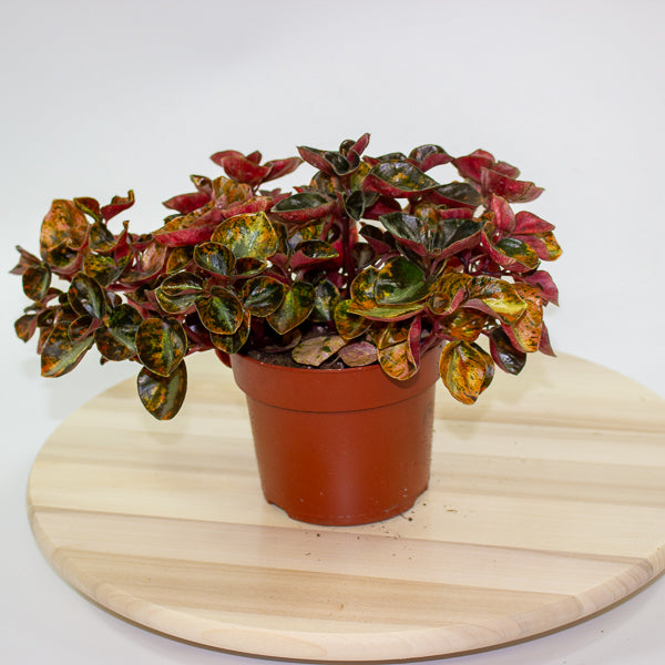 Peperomia caperata 'Crème Brulee' 12cm H20cm