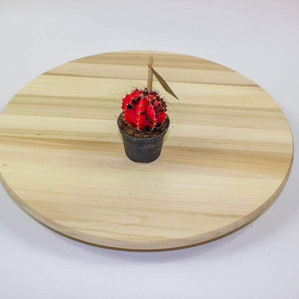Gymnocalycium mihanovichii Variegata 6cm H10cm