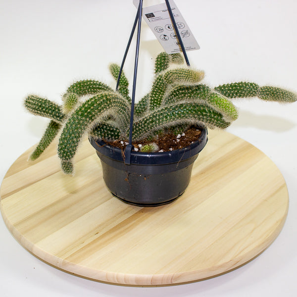 Hildewintera Colademononis 'Monkey Tail' 14cm H37cm