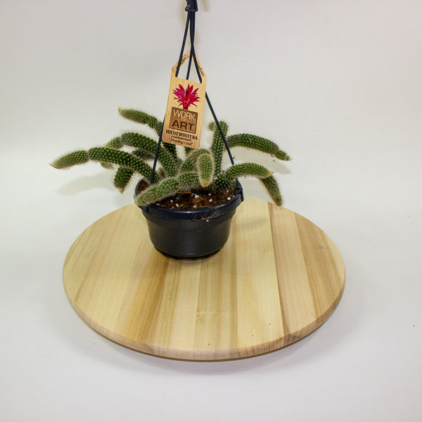 Hildewintera Colademononis 'Monkey Tail' 14cm H37cm