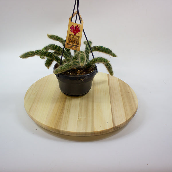 Hildewintera Colademononis 'Monkey Tail' 14cm H37cm