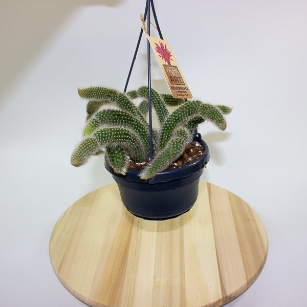 Hildewintera Colademononis 'Monkey Tail' 14cm H37cm
