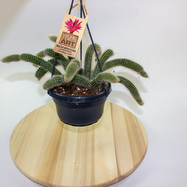 Hildewintera Colademononis 'Monkey Tail' 14cm H37cm
