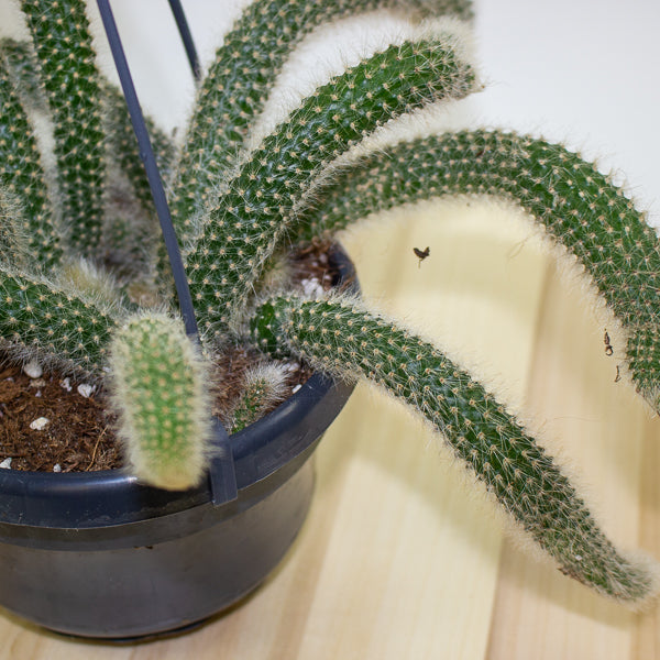 Hildewintera Colademononis 'Monkey Tail' 14cm H37cm