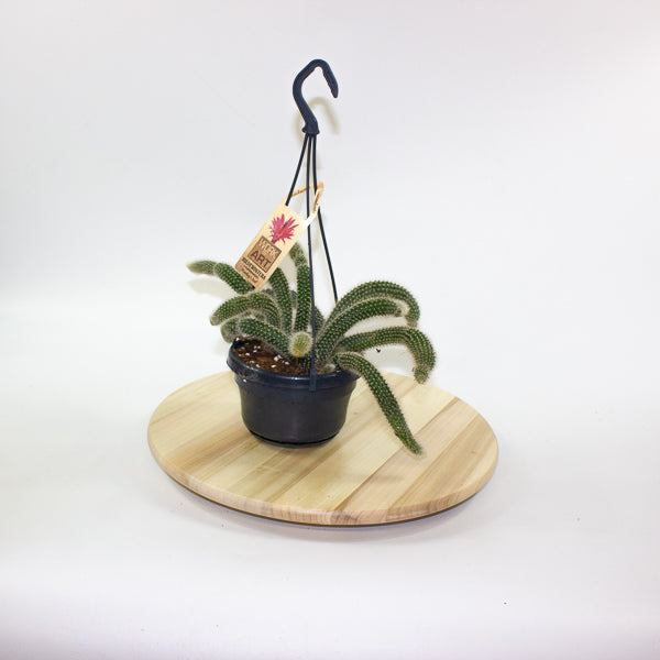 Hildewintera Colademononis 'Monkey Tail' 14cm H37cm