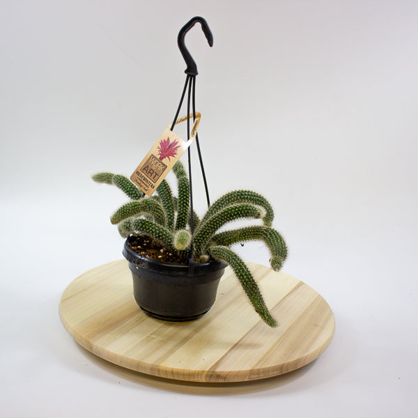 Hildewintera Colademononis 'Monkey Tail' 14cm H37cm