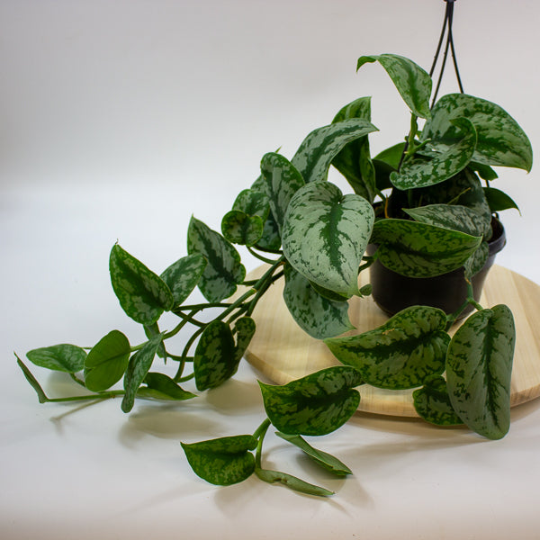 Scindapsus pictus 'Trebie' 15cm H40cm