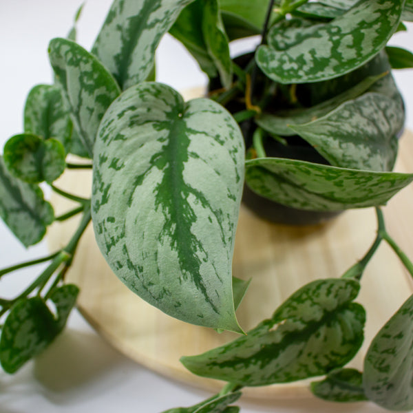 Scindapsus pictus 'Trebie' 15cm H40cm