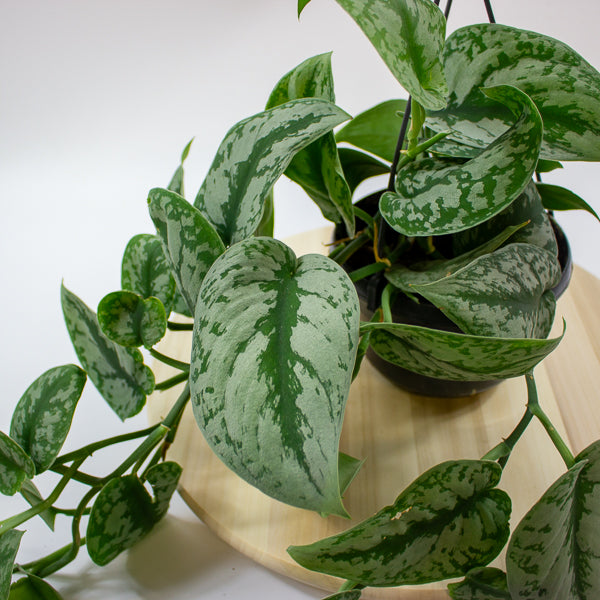 Scindapsus pictus 'Trebie' 15cm H40cm