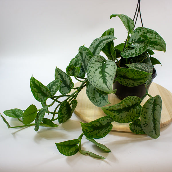 Scindapsus pictus 'Trebie' 15cm H40cm