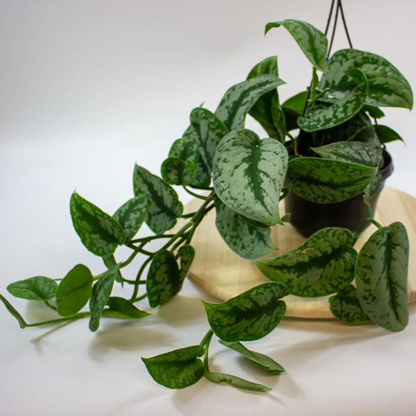 Scindapsus pictus 'Trebie' 15cm H40cm