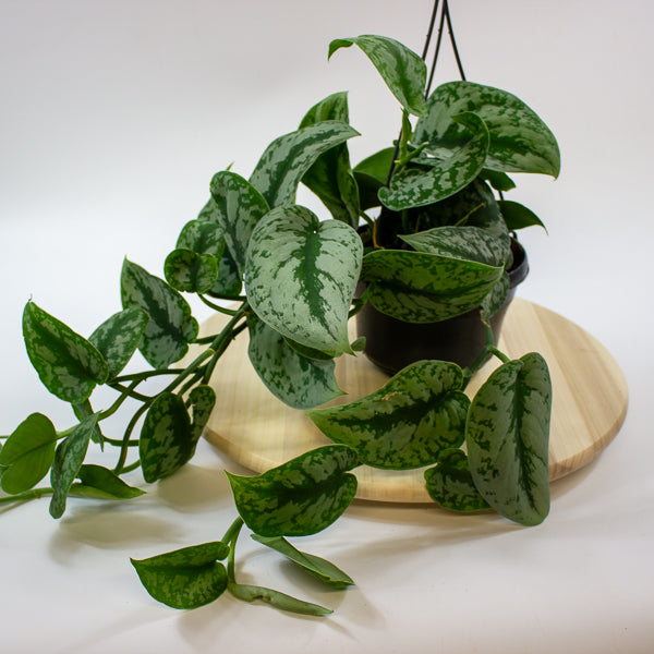 Scindapsus pictus 'Trebie' 15cm H40cm