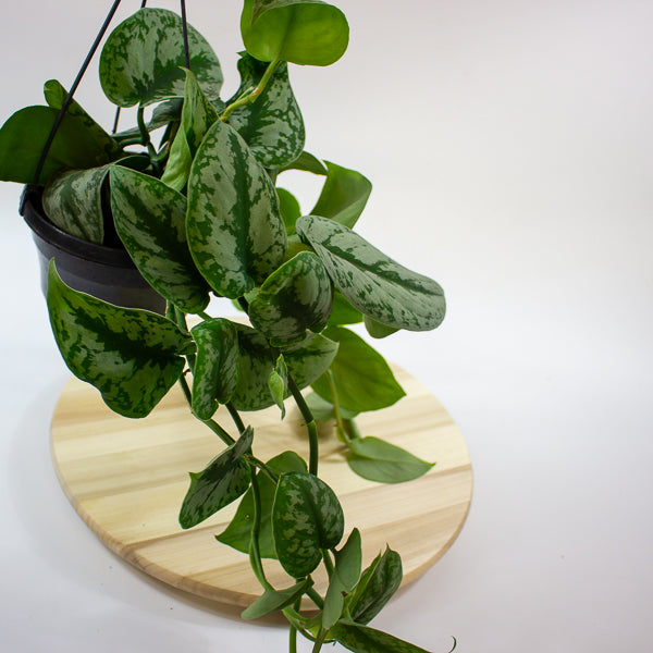 Scindapsus pictus 'Trebie' 15cm H40cm