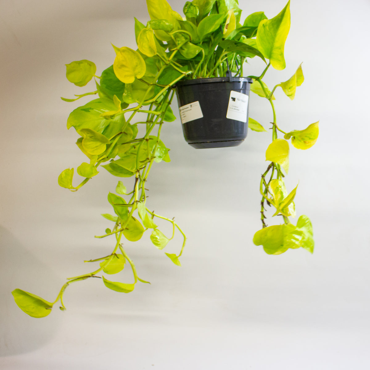 Epipremnum 'Champs Élysées' 15cm H25 - 35cm