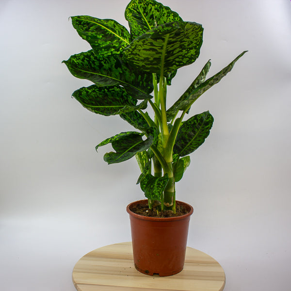 Dieffenbachia Reflector 17cm H60cm