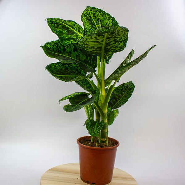 Dieffenbachia Reflector 17cm H60cm