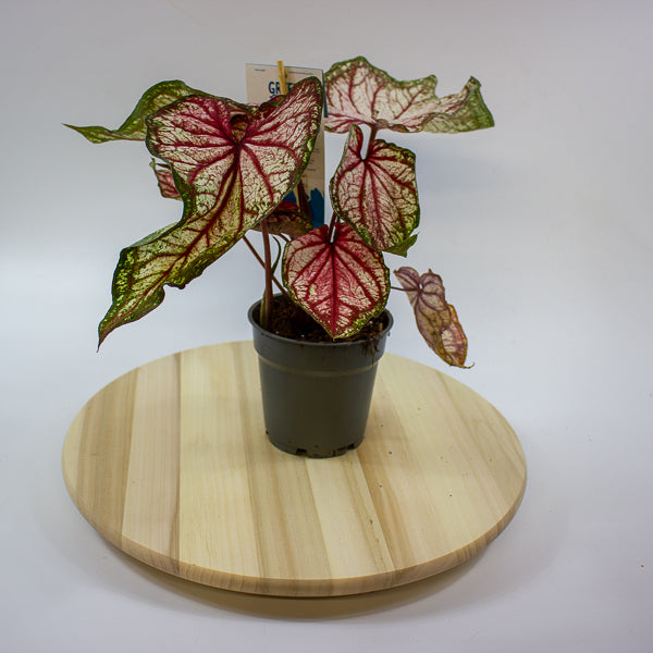 Caladium 12cm H25cm