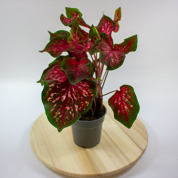 Caladium 12cm H25cm