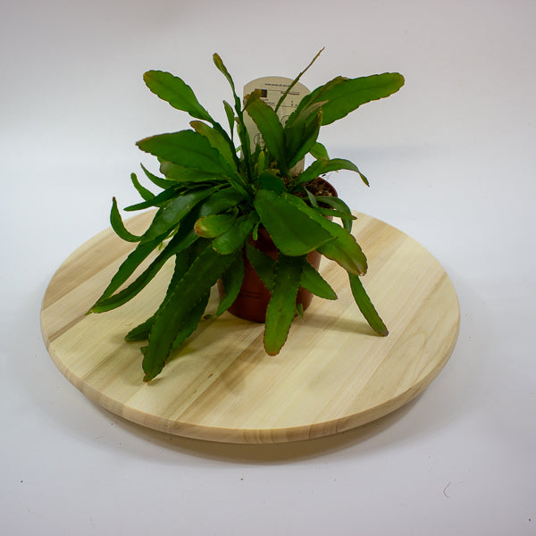 Rhipsalis excelsa 'Red Coral Cactus' 12cm H15cm