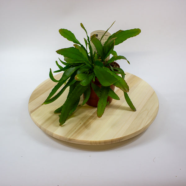 Rhipsalis excelsa 'Red Coral Cactus' 12cm H15cm