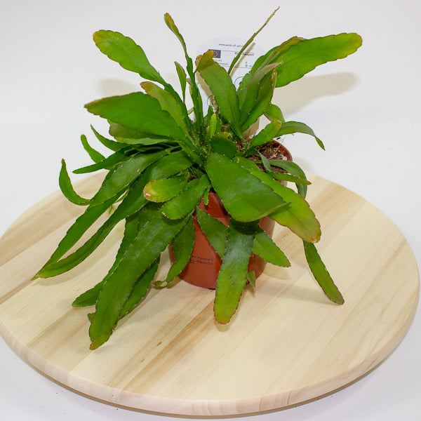 Rhipsalis excelsa 'Red Coral Cactus' 12cm H15cm