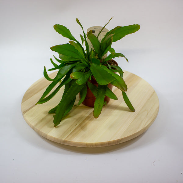 Rhipsalis excelsa 'Red Coral Cactus' 12cm H15cm
