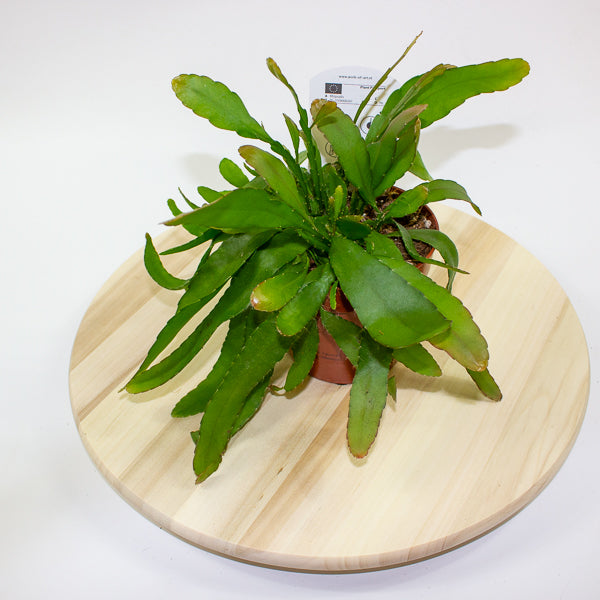 Rhipsalis excelsa 'Red Coral Cactus' 12cm H15cm
