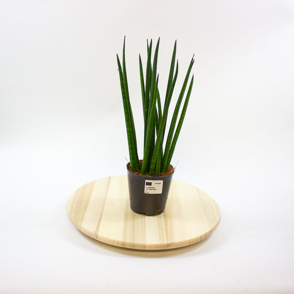 Sansevieria cylindrica 12cm H42cm