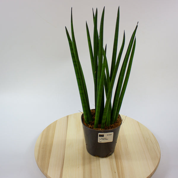 Sansevieria cylindrica 12cm H42cm