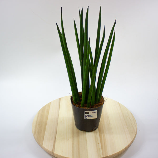 Sansevieria cylindrica 12cm H42cm