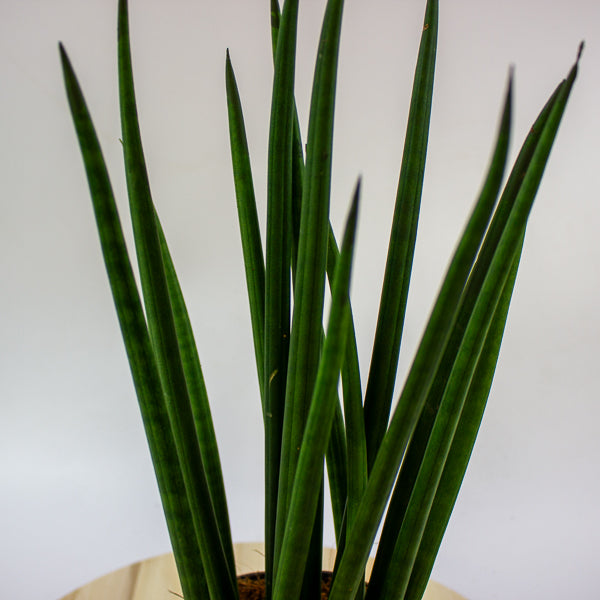 Sansevieria cylindrica 12cm H42cm
