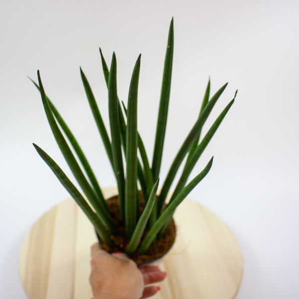 Sansevieria cylindrica 12cm H42cm