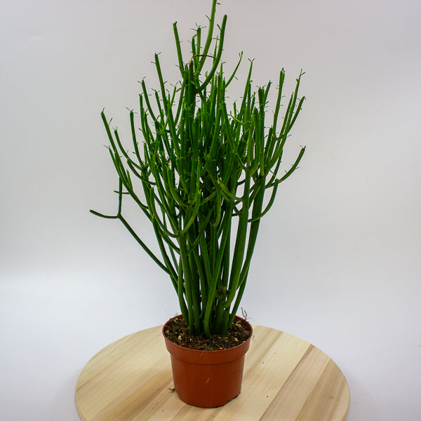 Euphorbia tirucalli 'Pencil Cactus' 12cm H40cm