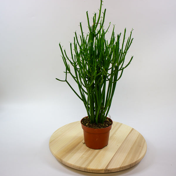 Euphorbia tirucalli 'Pencil Cactus' 12cm H40cm