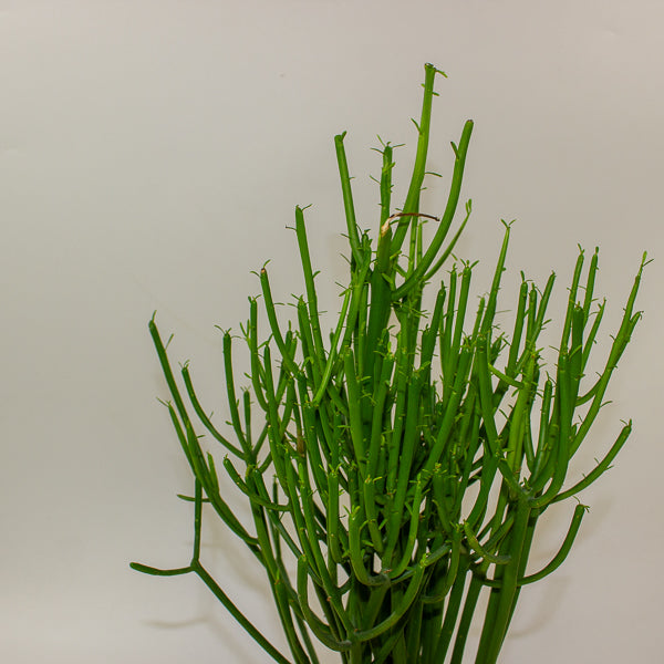 Euphorbia tirucalli 'Pencil Cactus' 12cm H40cm